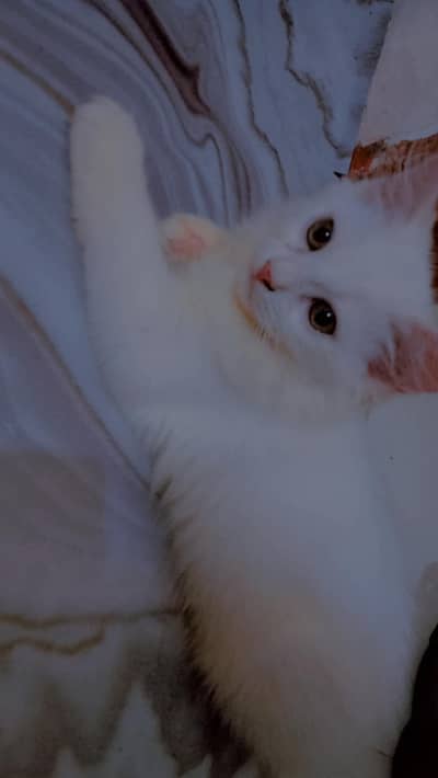 persian kitten  male   for sale