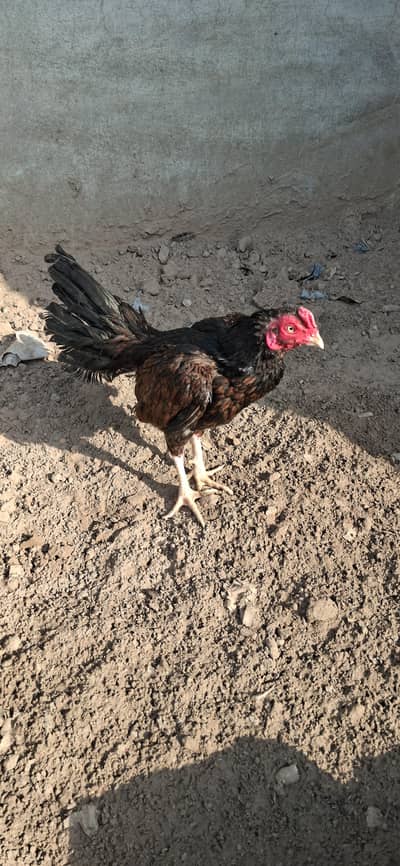 Amroha Patha high quality Available h