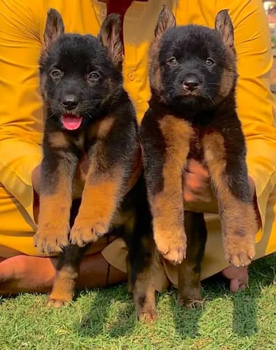 German shepherd puppy 2 mahnt for sale active and healthy