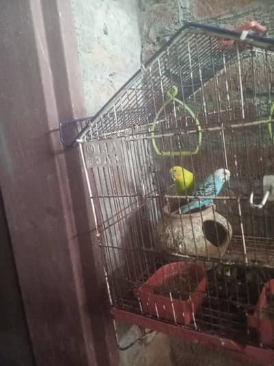 male and female