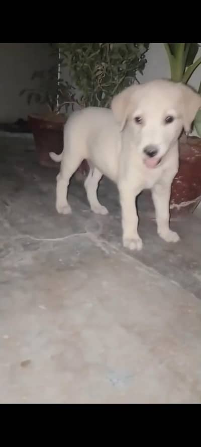 for sell WhatsApp no 03222148845 location karachi