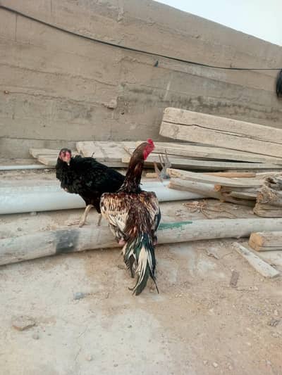 Pure Aseel lasani female for sell.