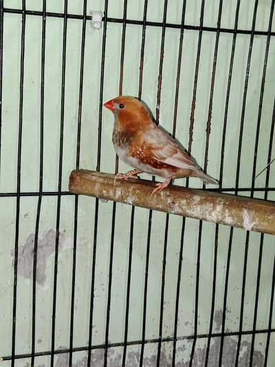 Exhibition finches