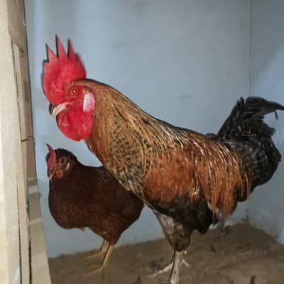 healthy desi murga aur murghi sale ke liye