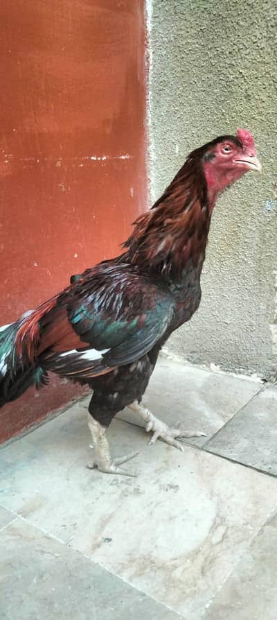 2800 Gram murgha