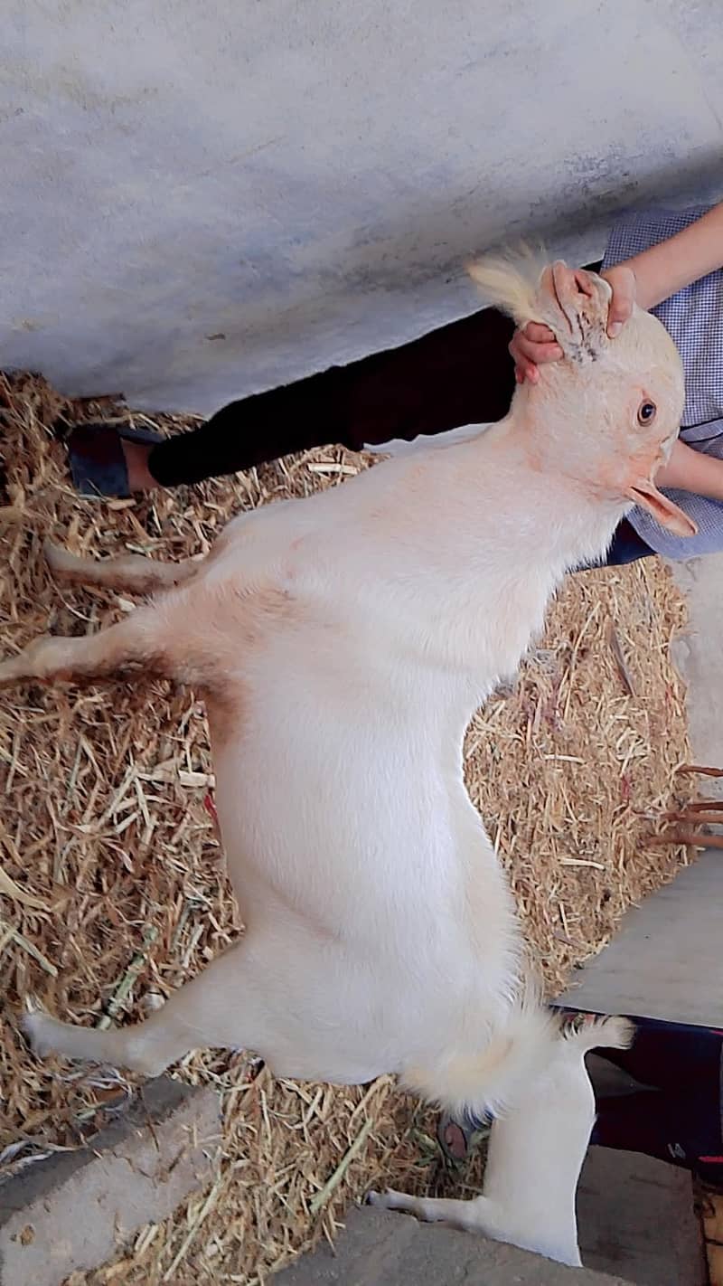 Bakra 4 dant ha 2