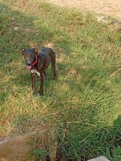 Greyhound Shikari Mix dog