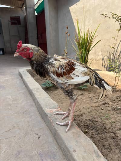 Best quality murgha for sale