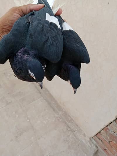 black sherazi