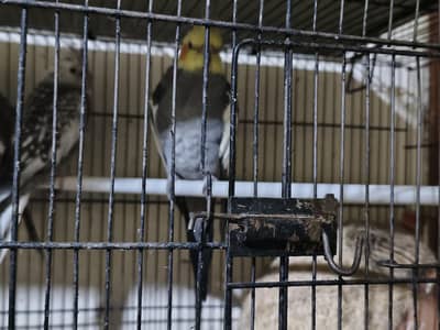 Breeder cocktails parrots