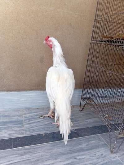 Aseel high quality heera patha for sale