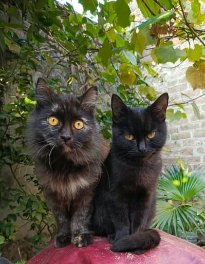 Selling both kittens together as a bonded pair. .