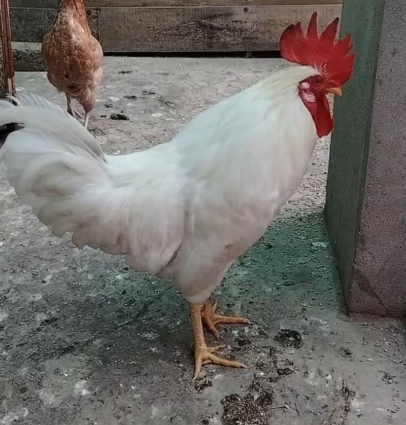 white Murga 0