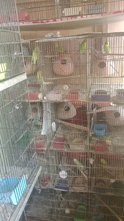 Budgie Parrots and Cages