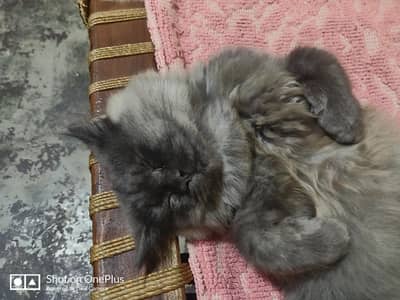 Beautiful Gery person kitten for sale 3 month old full vaccinated
