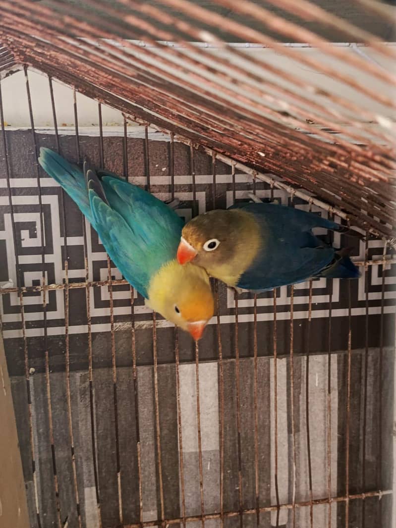 Turquoise Pair 0