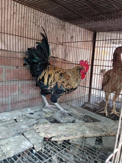 For sale Desi Murgha