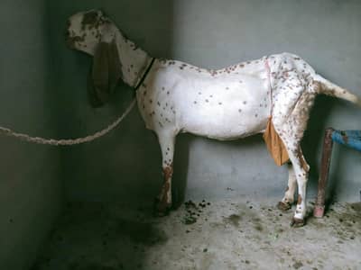 goat with 2 kids (male female)