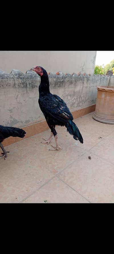 mix breed thai pathay pathi,murgha murghi