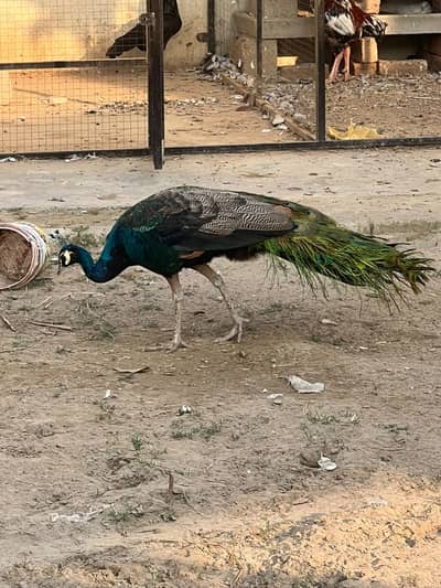 Blue Shoulder Peacock | Peacock Pair _Mor breeder Pair