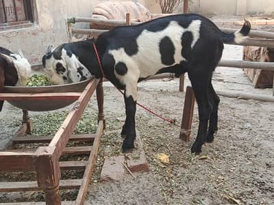kheera Beetal Nasal