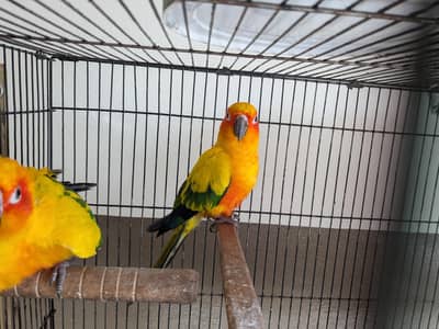 Sunconur