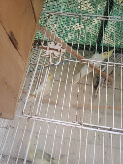 breeder pair Cocktails