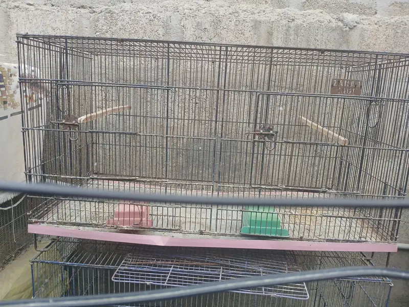 Used 2 Portion Folding Bird Cage – 3 Available