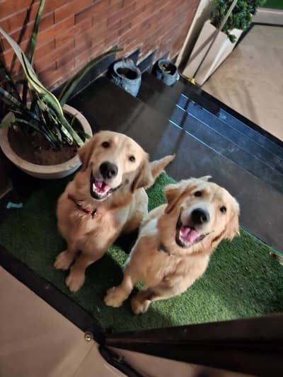 pair golden retriever age 7 month