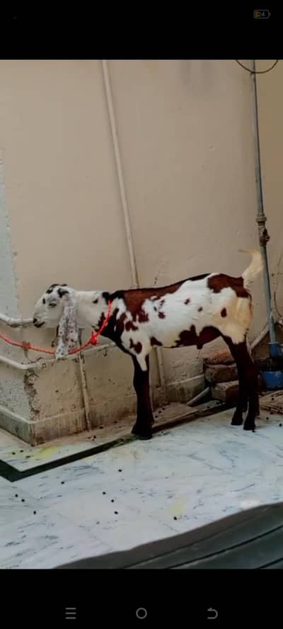 donda bakra hai