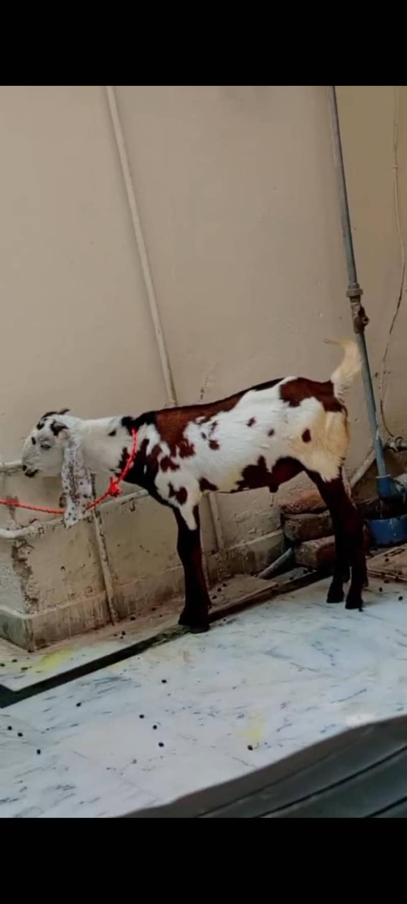 donda bakra hai 1
