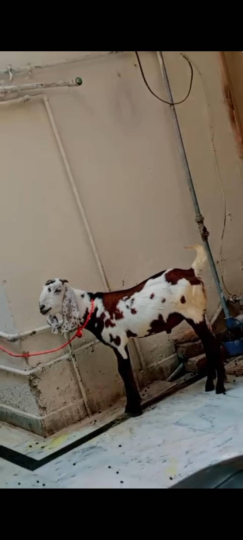 donda bakra hai 3