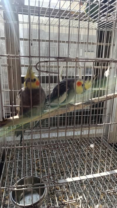 Cocktail Pair for sale