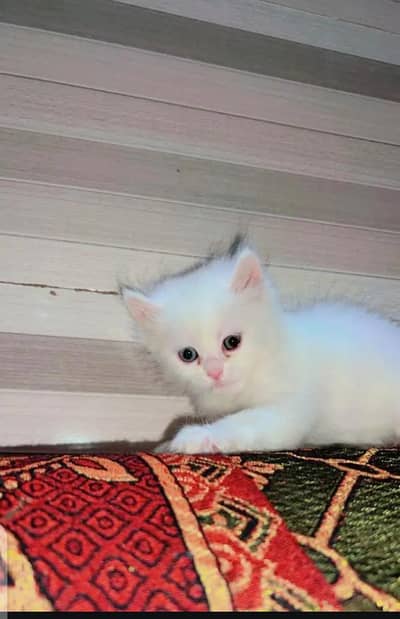very very playful kitten baby's  2 han ok RS. 12000+RS. 12000=24000