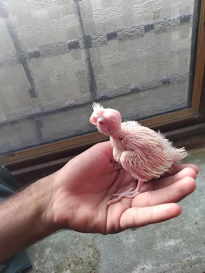 Eno cocktail chick's