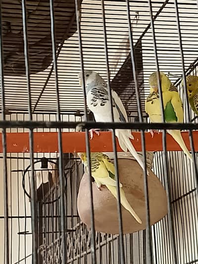 Australian parrot pair