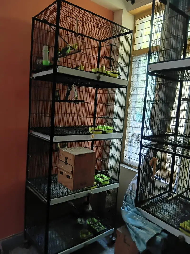 parrot cage for sale