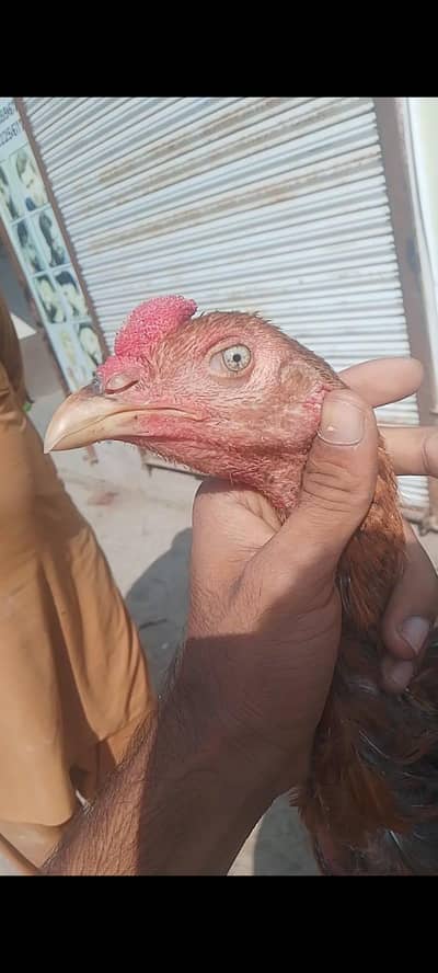 full long height king size male 03289732122 WhatsApp