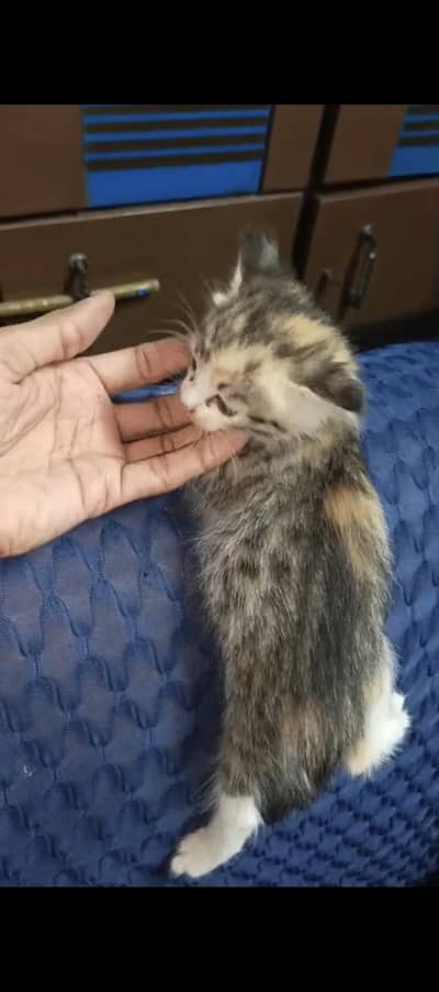 Persian cat