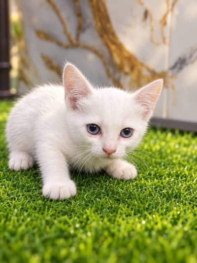 grey eyes white Persian cat baby