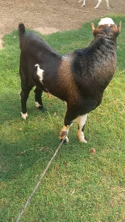 Pointed Tedda Breeder Male  and Male Kids for Sell