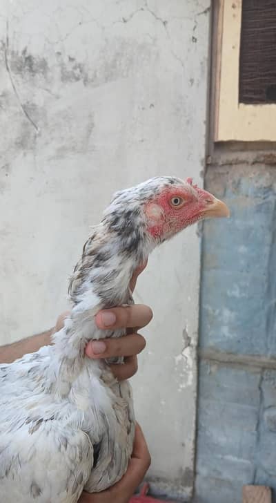 silver aseel beauty