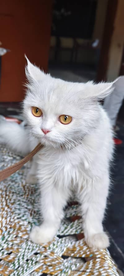 persian