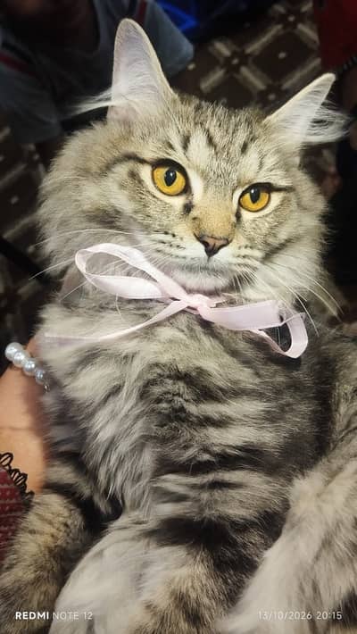Double coated Persian Male Cat