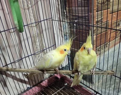 Cocktail pair