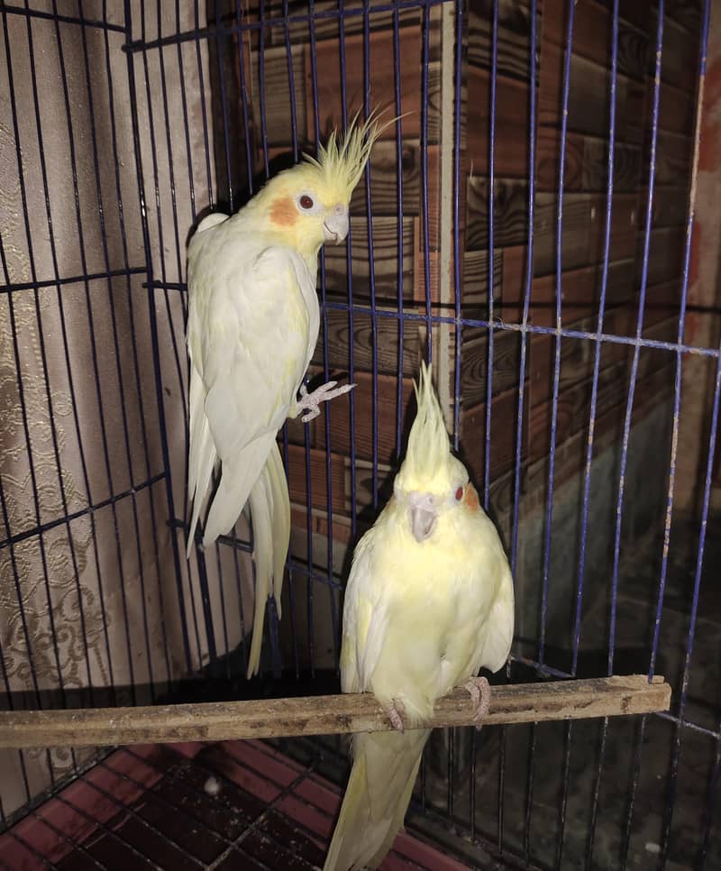 Cocktail pair 1