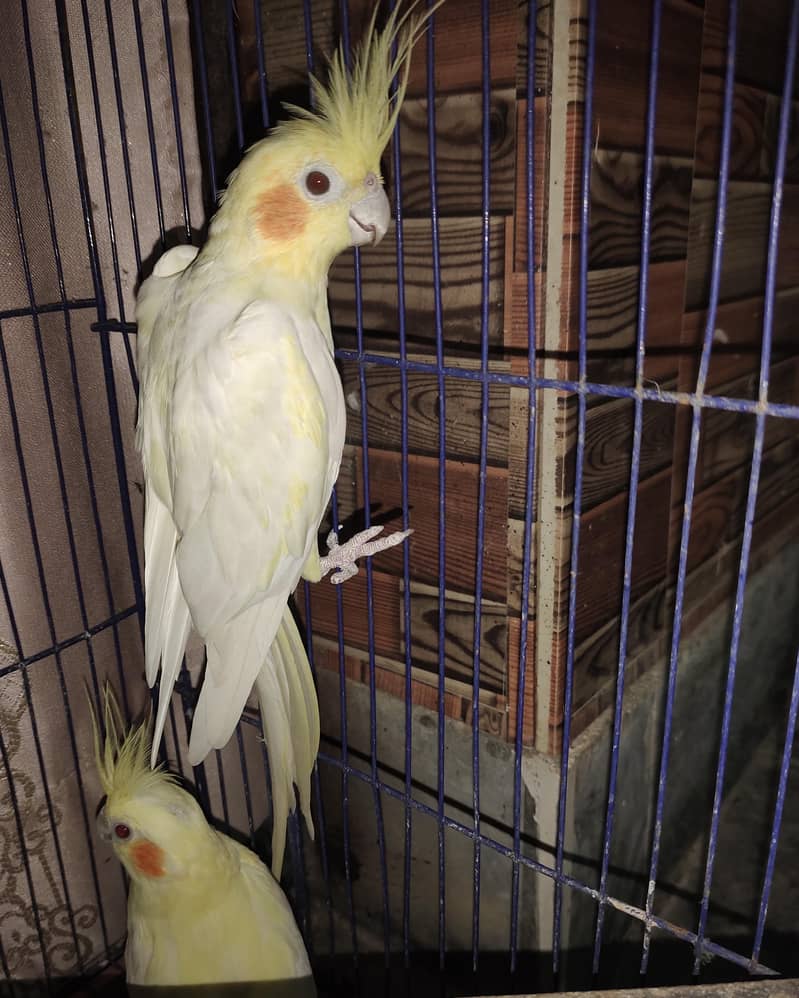 Cocktail pair 2