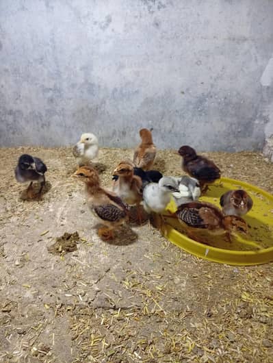 Aseel Mianwali Chick's For Sale
