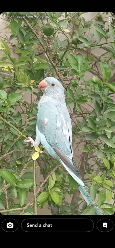 Hand tame blue parrot up for sell