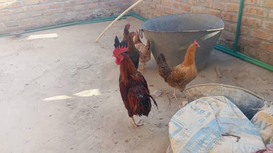Golden Misri eggs dene wali murghiyan forsale hn,